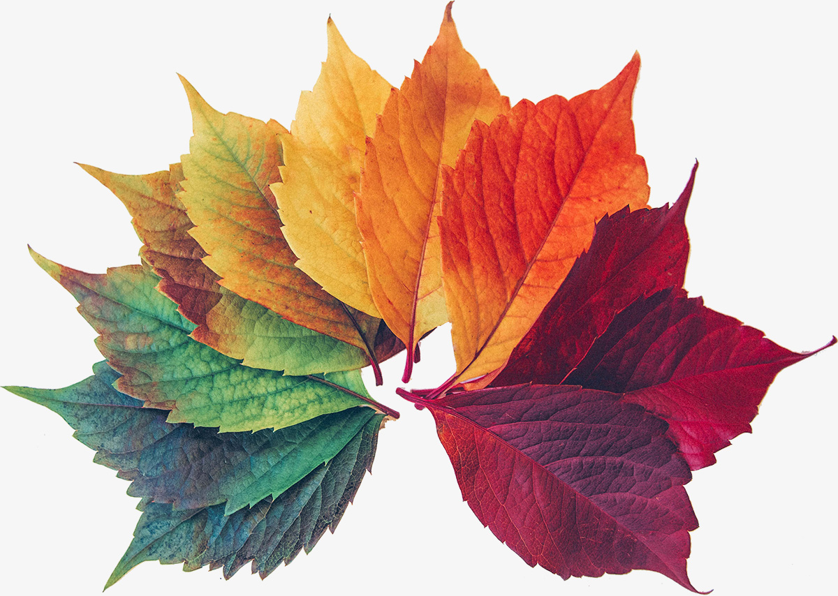 Mehrere Blätter übereinander als Fächer gelegt in verschiedenen Farben